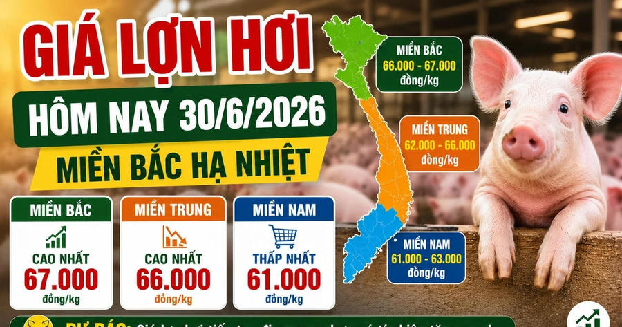 Giá lợn hơi hôm nay 30/6: miền Bắc 66.000-67.000 đồng/kg