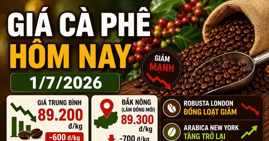 Giá cà phê hôm nay sáng 1/7: Trong nước giảm còn 89.200 đồng/kg
