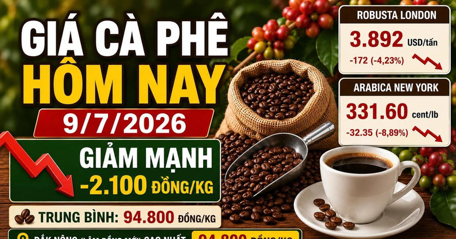 Giá cà phê hôm nay 9/7: giảm còn 94.800 đồng/kg
